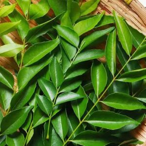 CURRY LEAVES ( கறிவேப்பிலை)