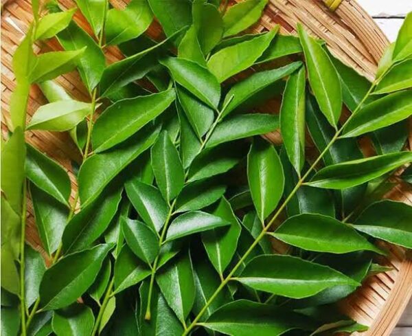 CURRY LEAVES ( கறிவேப்பிலை)